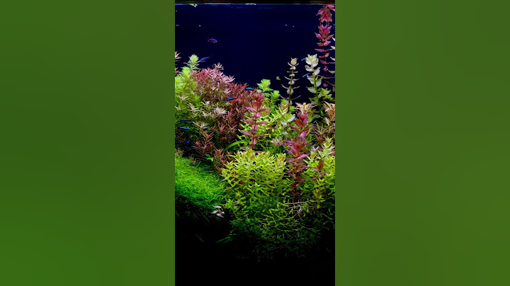Делаю красивые растительные аквариумы и обучаю делать вас. Aquamaxim.