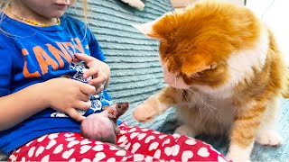 MAINE COON MEETS A RAT / Little lynx tries to open the door / Bobcat Rufus relaxes