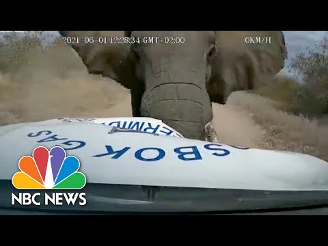 WATCH: African Elephant Charging Supply Truck, Crushing Front End.