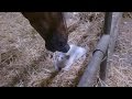 ПРИКОЛЫ С ЖИВОТНЫМИ | FUN WITH ANIMALS #7