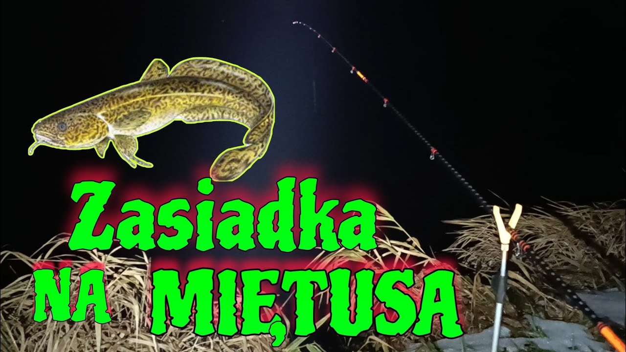GDZIE SZUKAĆ MIĘTUSA . NOCNA ZASIADKA . TAJEMNICZA RYBA !