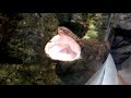 #01. Yawn of cute animals.かわいい動物たちのあくび。