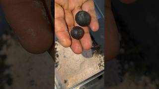 Saumph Pudine ka Premix #premix #summer #drink #reels #chefsubhash79