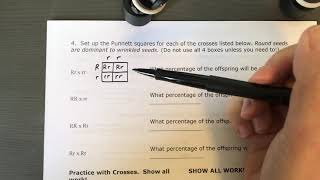 Biology - Punnett Square Homework Help