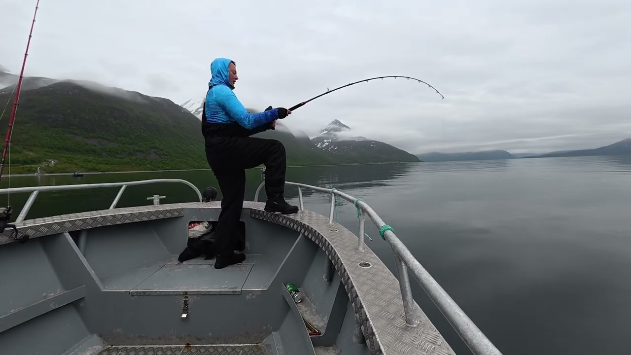 Norwegia 06/2025 Uløya , Halibut 40kg, podwójny hol