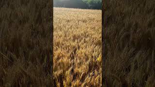 Wheat field ASMR #soundrelaxation #asmrrelaxation #relaxingsounds #brainmassageasmr #notalkingasmr