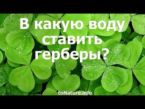 Вопрос: В какую воду ставить розы?