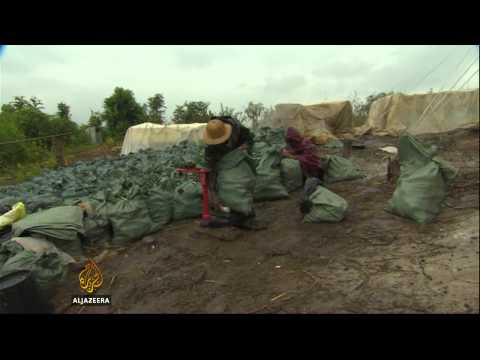 Myanmar forests running out of bamboo trees
