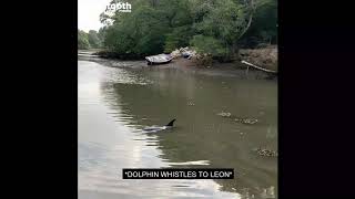 Builder Rescues Dolphin After it Asks For Help || Dogtooth Media