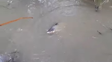 Cắm Câu Cá Lóc Cá Trê Cá Rô Khu Vực Trong Ruộng Dính Cá Thấy Ham PHẦN 2 # SĂN BẮT ĐỒNG THÁP #