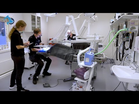 Video: Knækket Næse: Symptomer, Behandling Og Forebyggelse