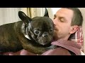 Funny and Cute French Bulldog
