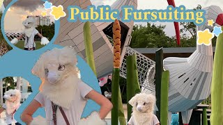 Public Fursuiting in Sarasota! Reactions and More