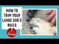 How To Trim Large Dog Nails & 7 Keys to SUCCESS [GUARANTEED!]