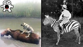 WILD Animals We've NEVER Been Able To Domesticate! WILD Animals We've NEVER Been Able To Domesticate!
