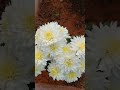 Beautiful Red White 🥀🌼🌺🌼🍀рџ Flowers 2022 Shorts Beautiful Red White 🥀🌼🌺🌼🍀рџ Flowers 2022 Shorts