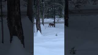 Deer enjoying a walk in the snow