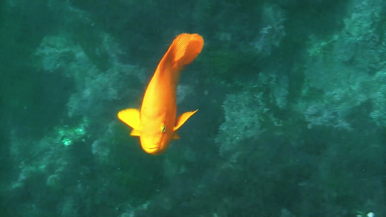 Flat Rock Beach Snorkeling