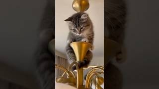 Bu Kedi Yerçekimine Meydan Okuyor