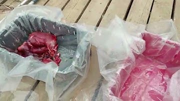 Охотников на краснокнижных сайгаков в Волгоградской области сняли на видео