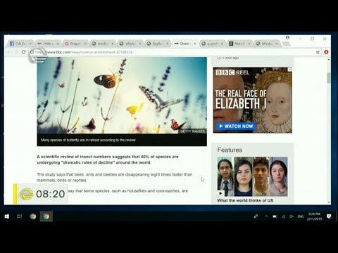 მეცნიერები მწერების გაქრობის საფრთხზე საუბრობენ