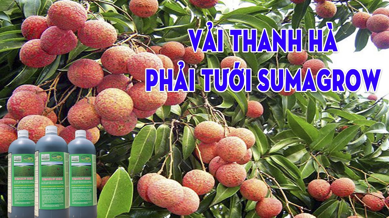 Vải Thanh Hà tại Lục Nam, Bắc Giang thành công vượt trội với Sumagrow