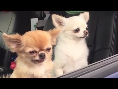 Chihuahua Chiwawa Youtube