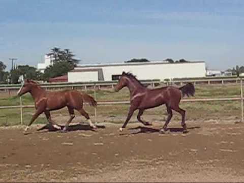 Hackney colt 2009 out of penny.wmv