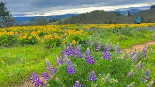 Hike Memaloose Overlook to Marsh Hill... Wildflowers Galore!