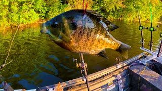 This BANK Was LOADED With CATFISH! (flathead catfishing)