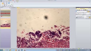 Japanese Version of QCapture Pro 7 Imaging Software: Calibration