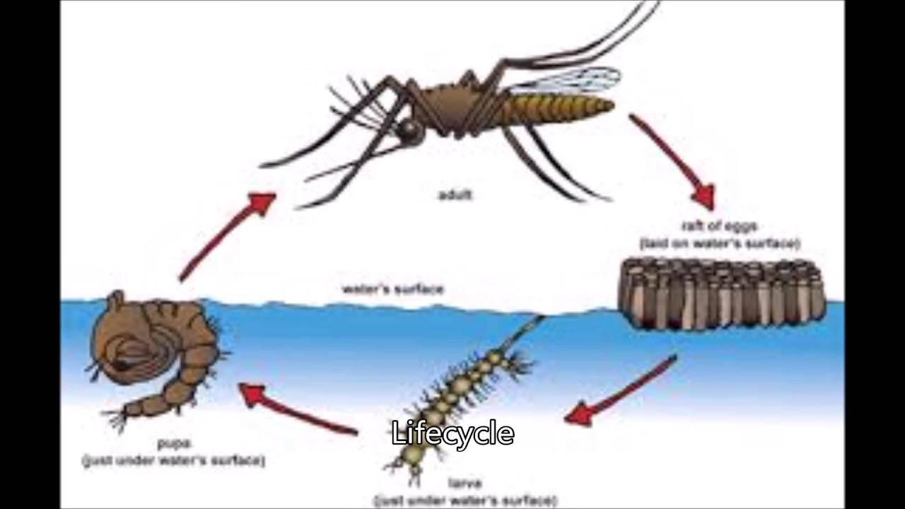 Какой тип развития у комара. Стадии развития комаров. Схема развития комара. Развитие комара с полным превращением. Стадии превращения комар.