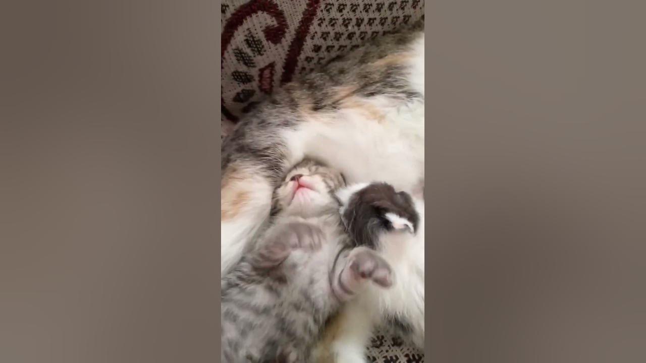 мои Катята ♥️♥️♥️♥️♥️💜💜💜😺 - YouTube