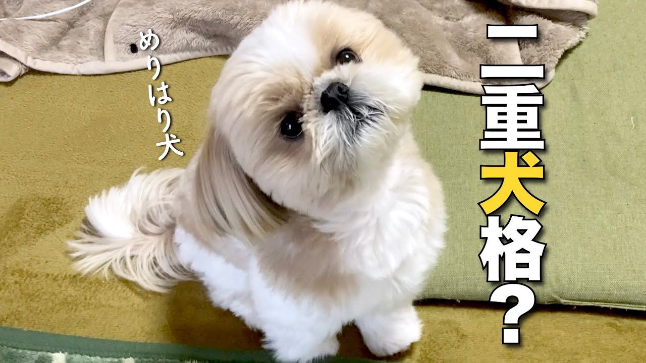 うちの子オーダー　シーズー犬 maxresdefault.jpg