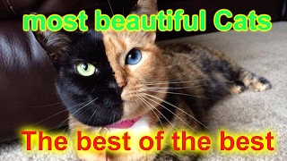 THE MOST BEAUTIFUL CATS.  THE BEST OF THE BEST by World animals 1,257 views 7 years ago 7 minutes, 34 seconds
