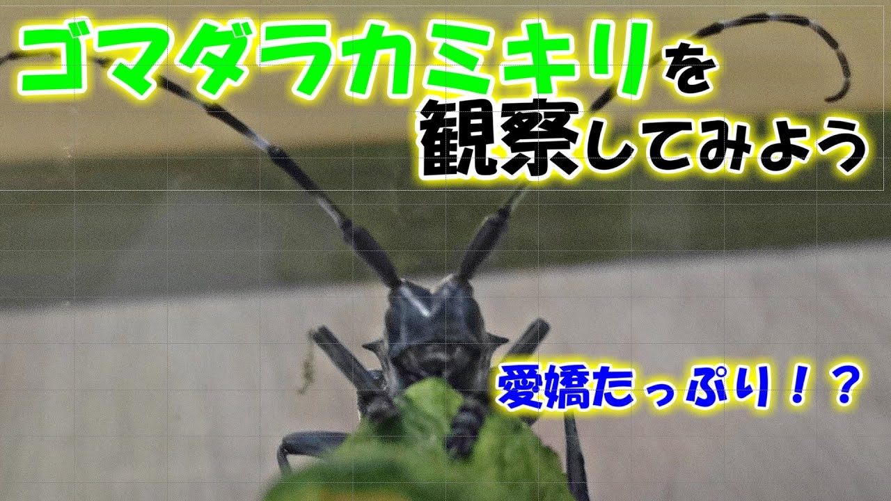 昆虫 ゴマダラカミキリの可愛い仕草 だけど悲しいお知らせ Youtube