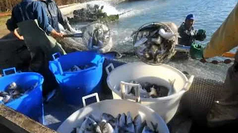 Code of Conduct for Responsible Fisheries