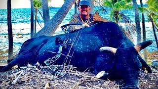 WILD 'Devil Horn' BULL!!! {Catch Clean Cook} Pagan, Northern Mariana Islands