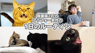 保護猫2匹とアラフォー男性の、一日のルーティン
