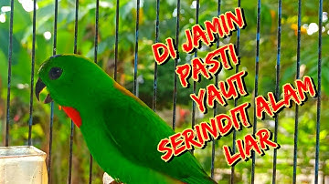 suara serindit pikat terbaik || suara serindit 100% YAUT....!!!