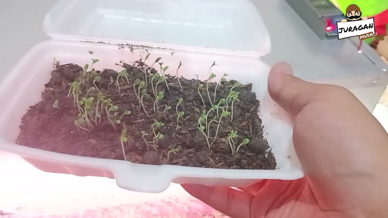 Update Hari ke 4 Penyemaian Hidroponik Indoor Sistem Growlight