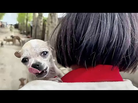 Wideo: Dream Parks Do Come True podczas projektu Beneful Dream Dog Park