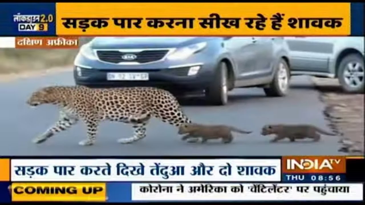 This Way Please: Leopard Teaches Her Cubs To Cross Road Near South Africa`s Kruger National Park
