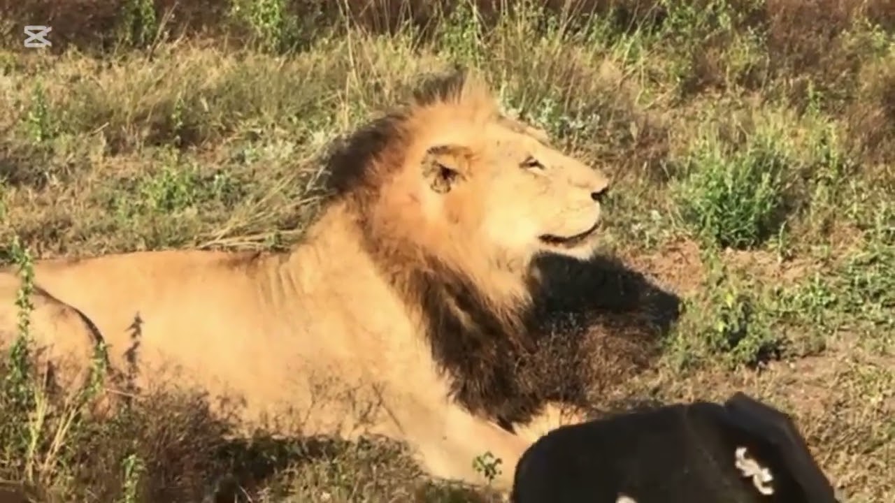 Son Of Red Road Male Lion Sighting | 20 April 2025