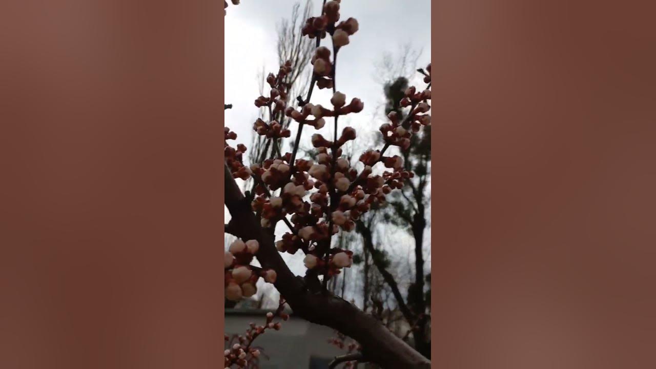 Flower Buds of Apricot Tree Soon Will  Be in Blossom. Kyiv, Ukraine. 03.April.2023.