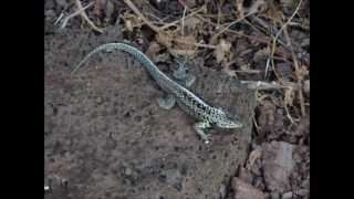 Galápagos 2012: Santa Cruz lava lizard