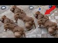 8 Perros Mas Musculosos Del Mundo