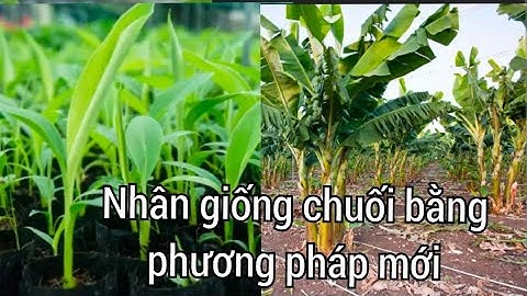 phương pháp nhân giống chuối cực nhanh tiếp kiệm chi phí đầu tư ở nông thôn