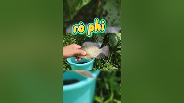 Câu cá rô phi tự nhiên #thailefishing #fishing #caucathugian