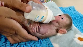 Mom Feeding Tiny Baby DORN In Early Morning